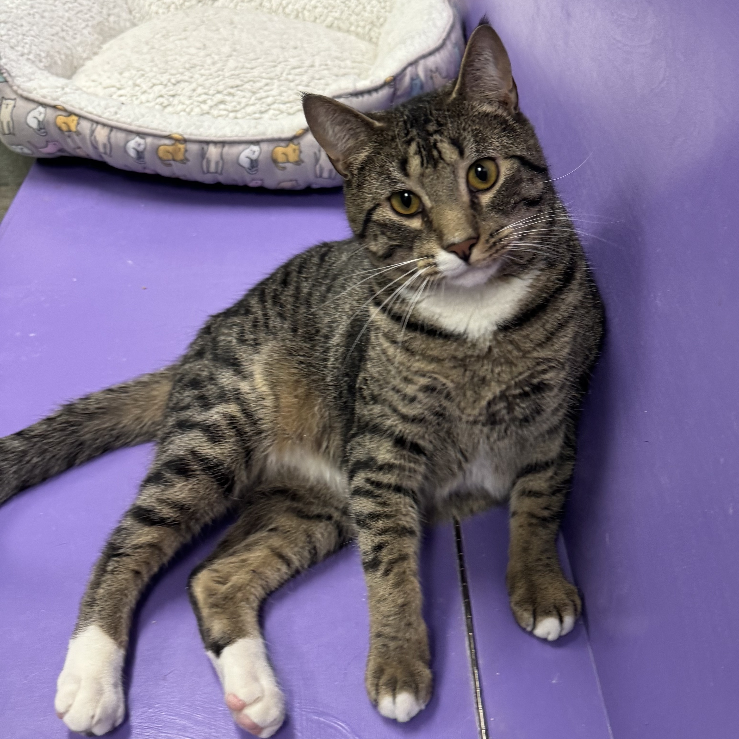 MacGuff, a Adoptable Domestic Short Hair in Richboro, PA image 2/6