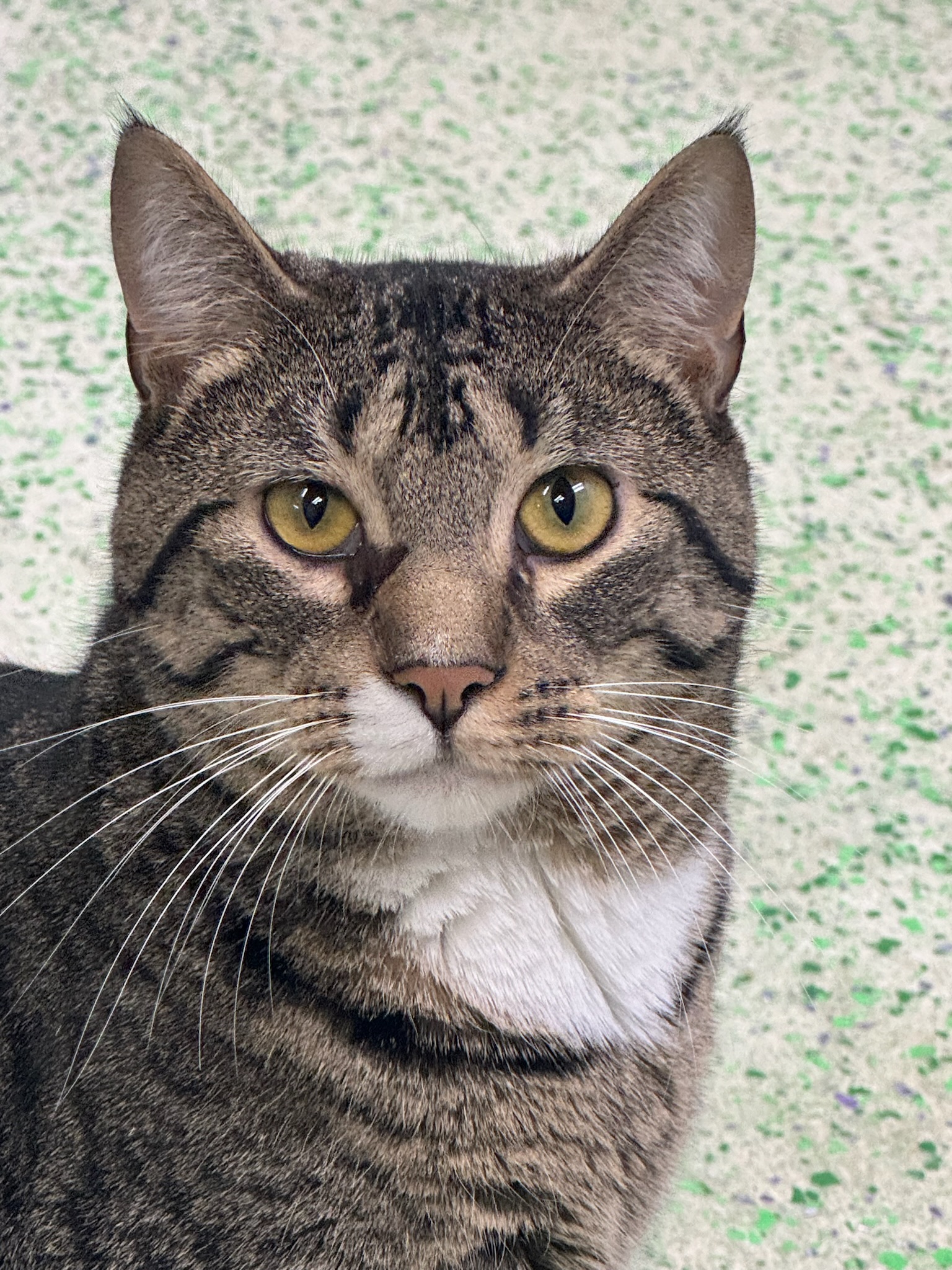 MacGuff, a Adoptable Domestic Short Hair in Richboro, PA image 4/6