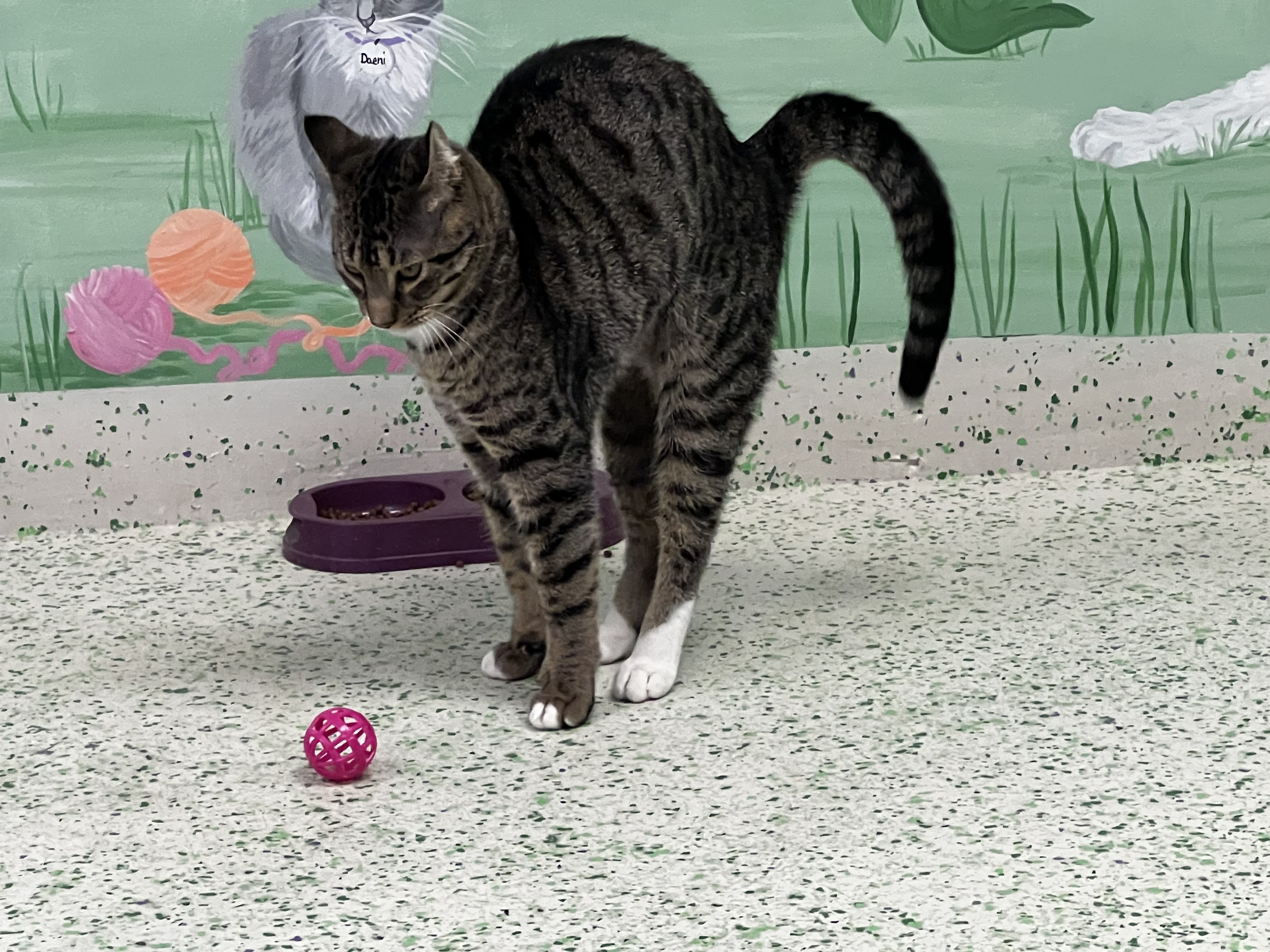 MacGuff, a Adoptable Domestic Short Hair in Richboro, PA image 6/6