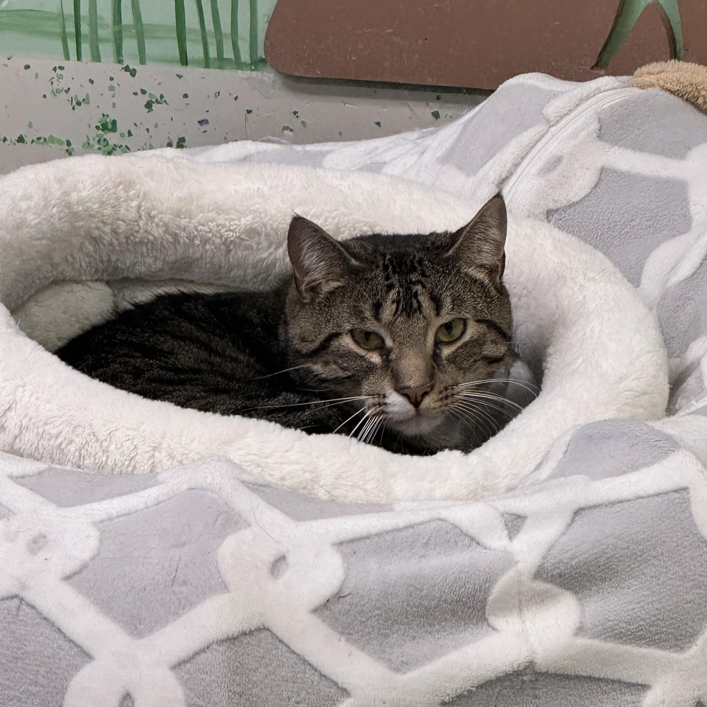 MacGuff, a Adoptable Domestic Short Hair in Richboro, PA image 3/6