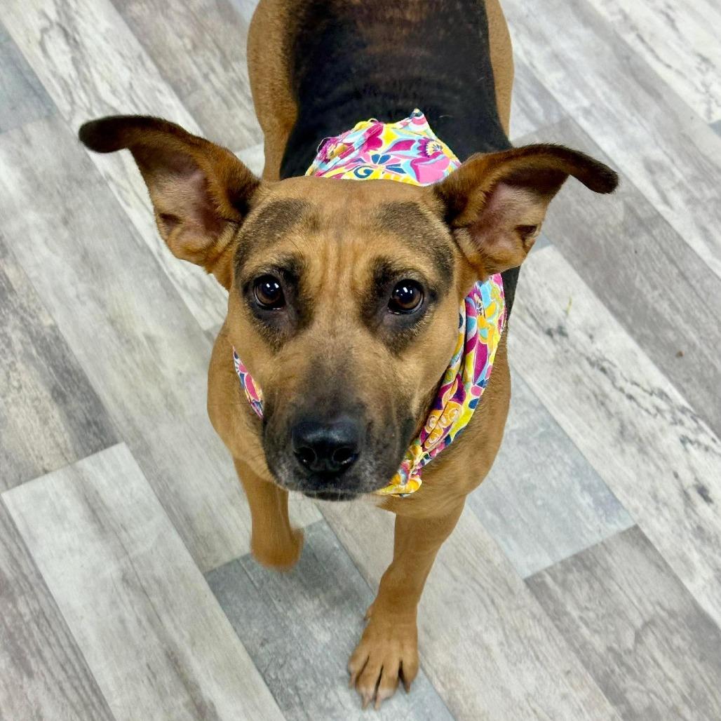 Daisy, Adoptable, Adult Female Black and Tan Coonhound.