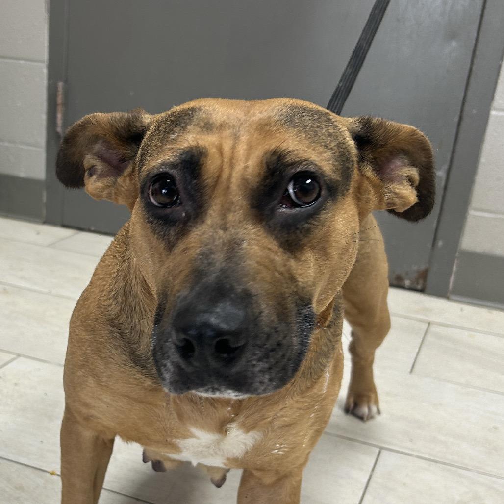 Daisy, Adoptable, Adult Female Black and Tan Coonhound.