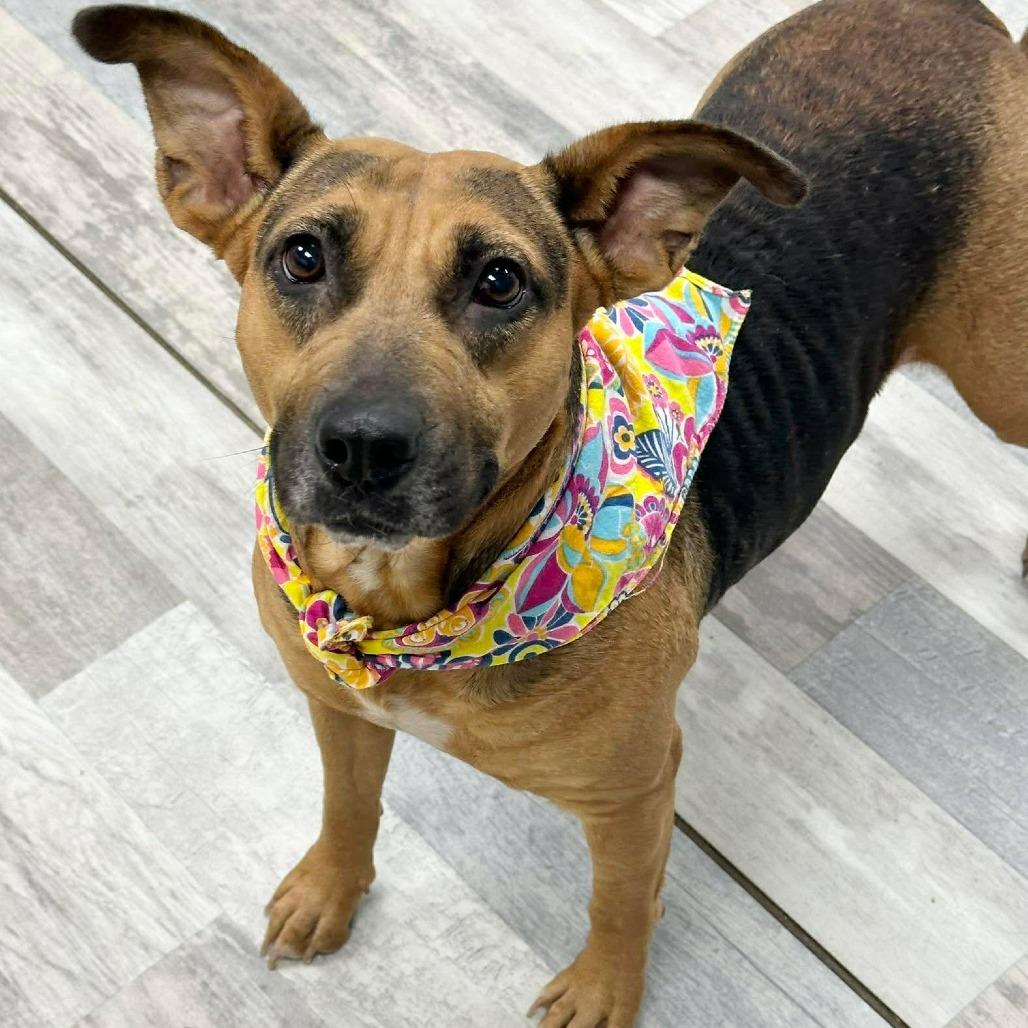 Enlarge Daisy, a Adoptable Black and Tan Coonhound in Lufkin, TX image 3/4