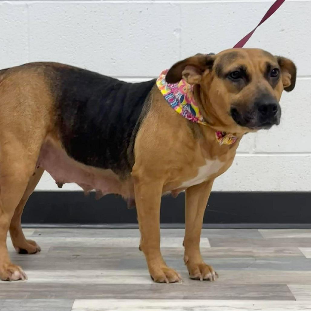 Enlarge Daisy, a Adoptable Black and Tan Coonhound in Lufkin, TX image 4/4