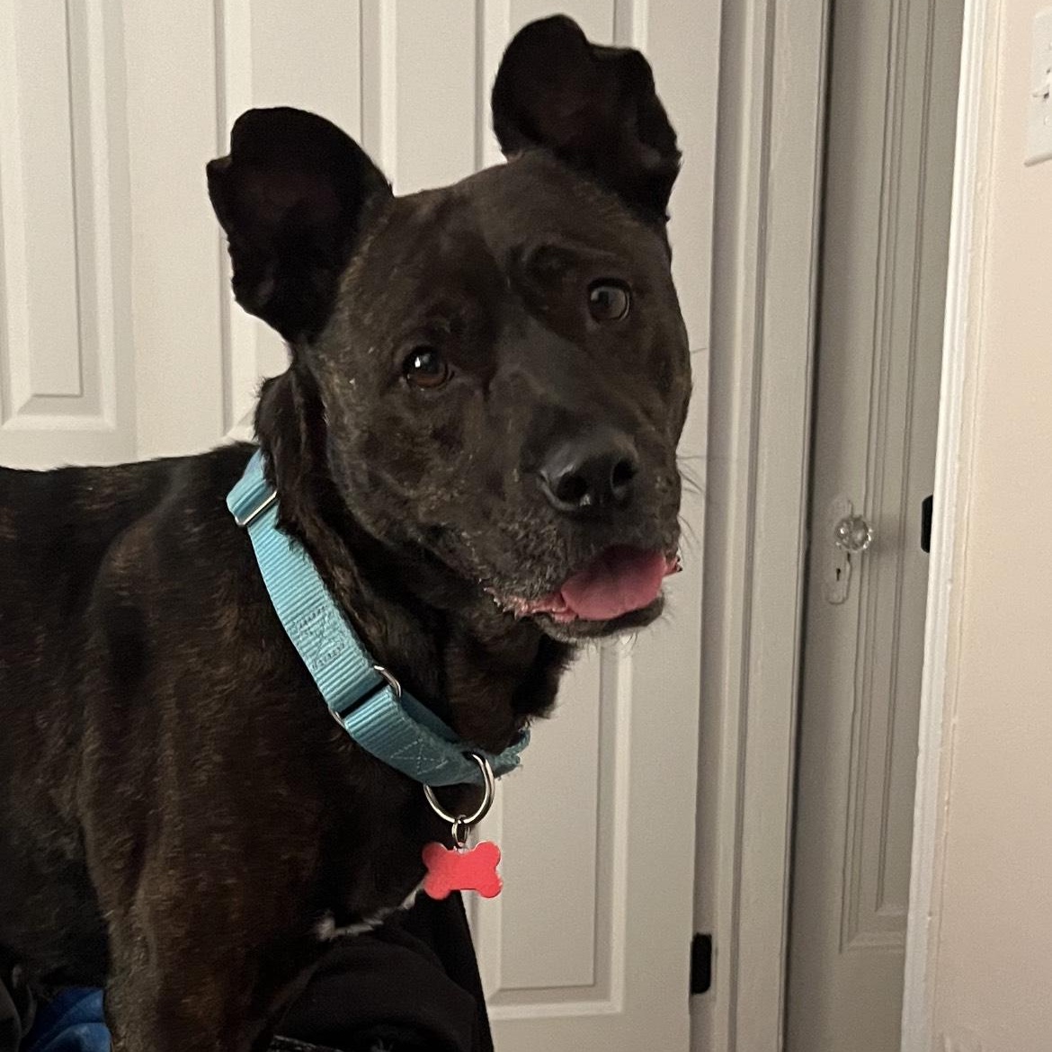 Enlarge Glimda, a Adoptable Mixed Breed in Detroit, MI image 6/6