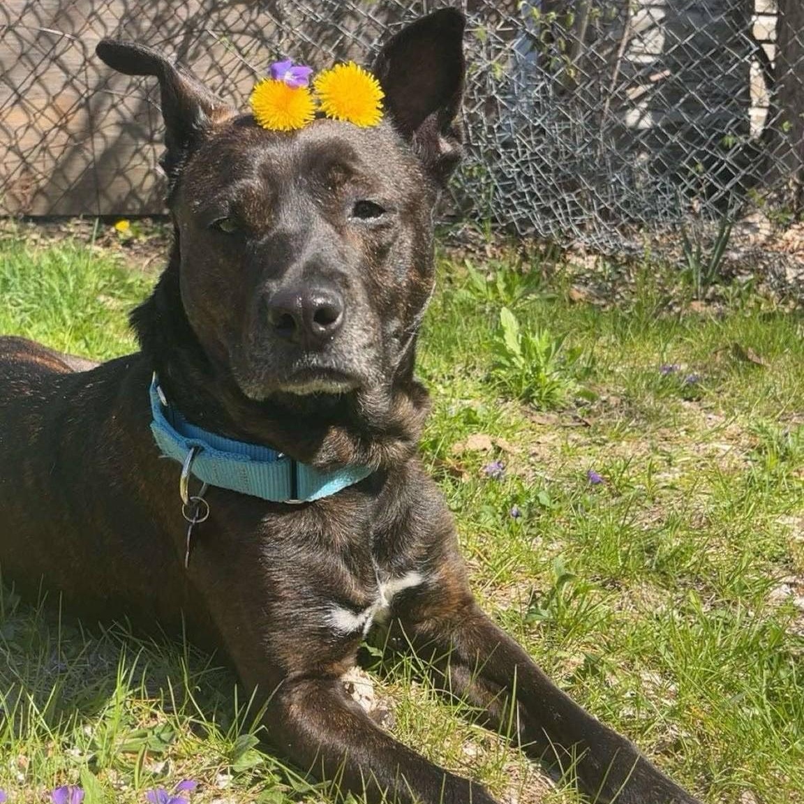 Enlarge Glimda, a Adoptable Mixed Breed in Detroit, MI image 2/6