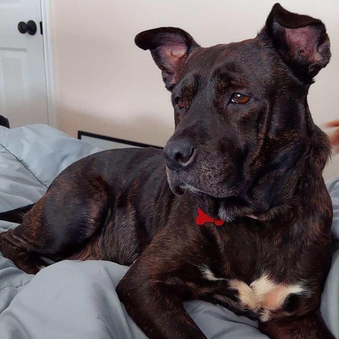 Enlarge Glimda, a Adoptable Mixed Breed in Detroit, MI image 4/6