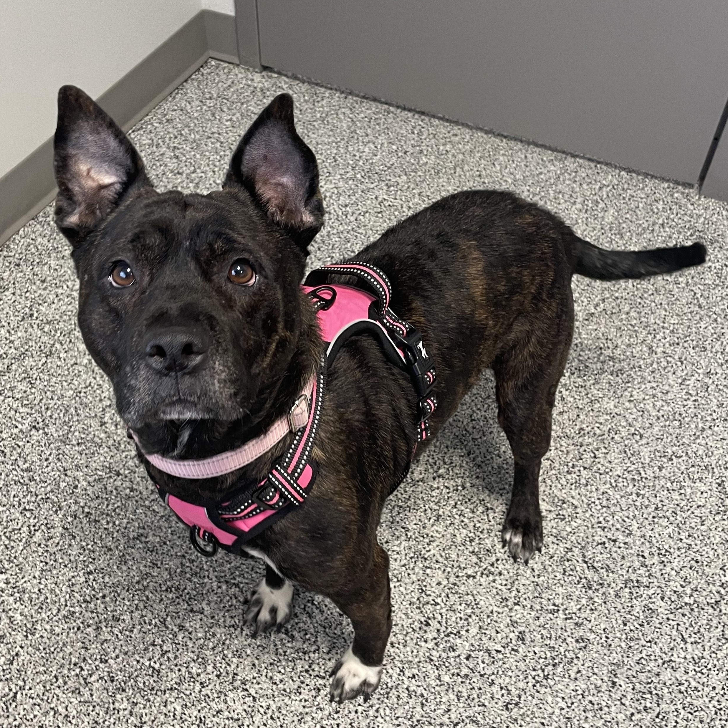 Enlarge Glimda, a Adoptable Mixed Breed in Detroit, MI image 1/6