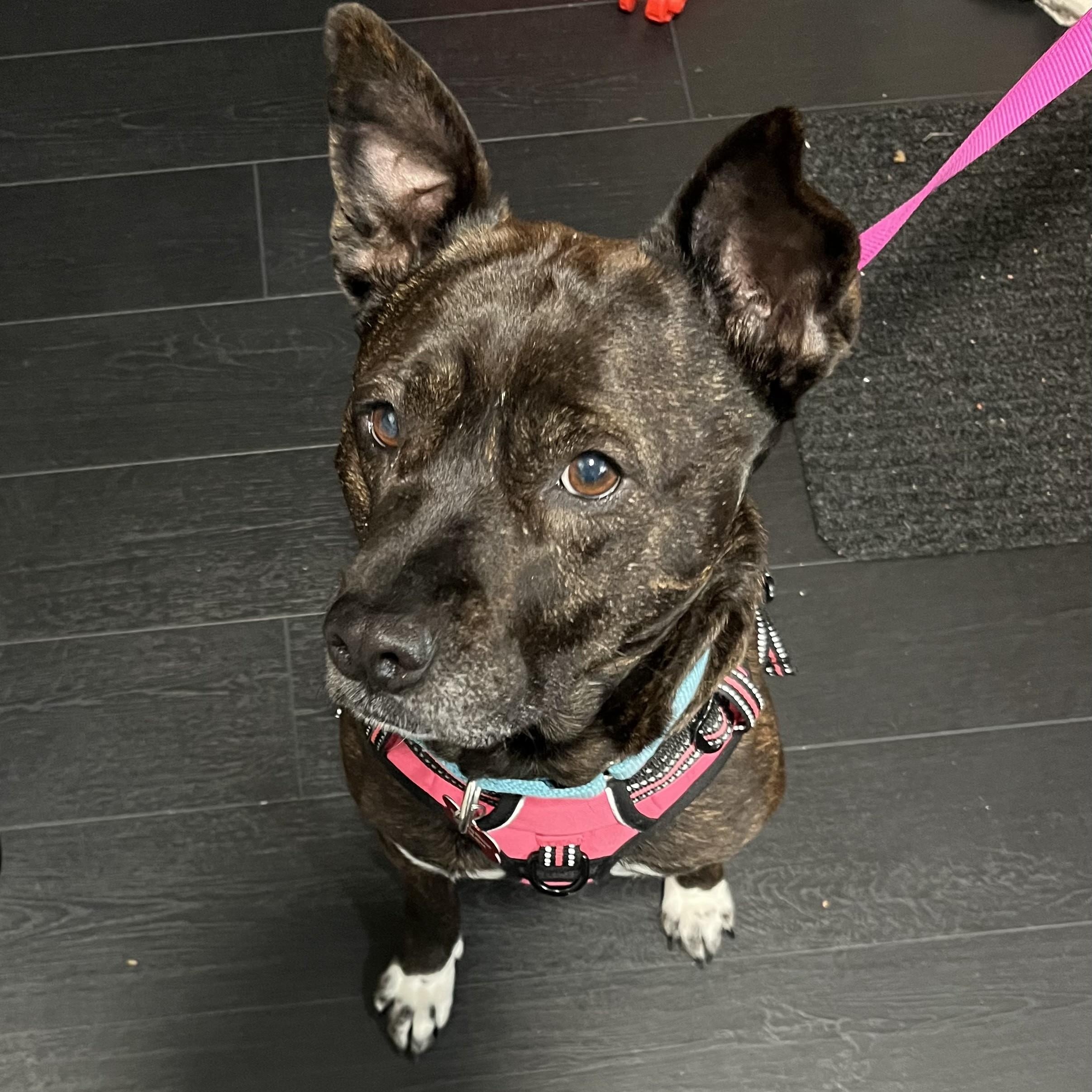 Enlarge Glimda, a Adoptable Mixed Breed in Detroit, MI image 3/6