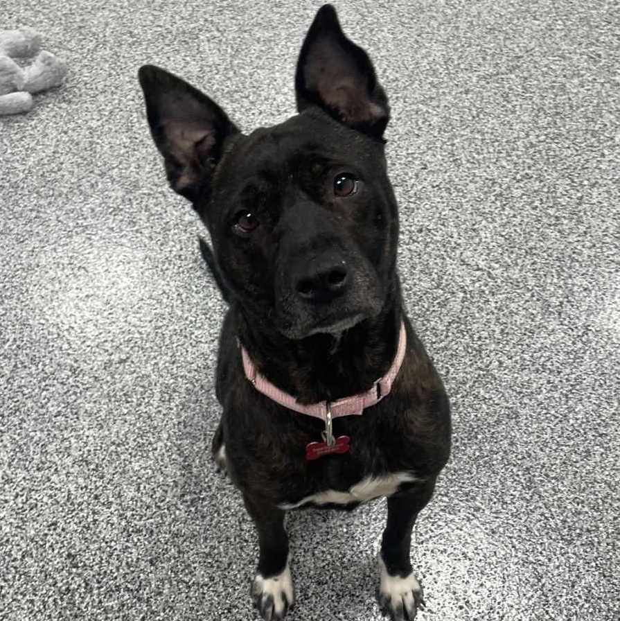 Enlarge Glimda, a Adoptable Mixed Breed in Detroit, MI image 5/6