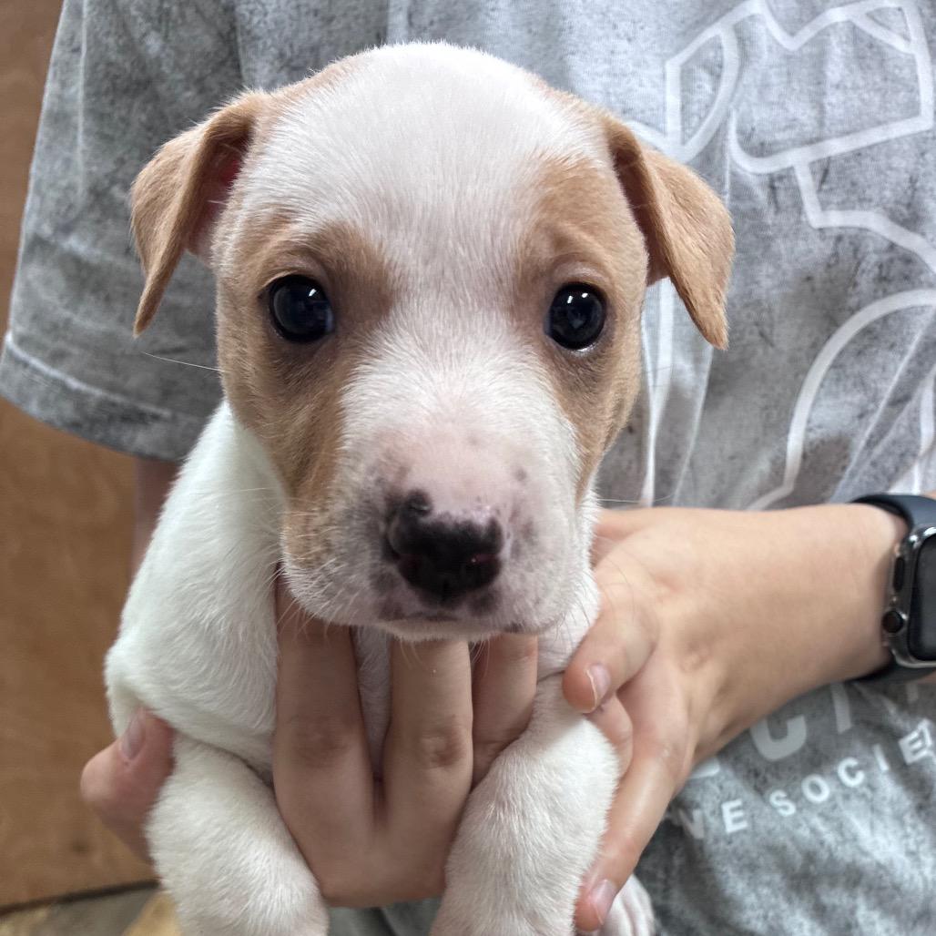 CT Snapdragon, a Adoptable mixed breed in Eastford, CT image 1/4