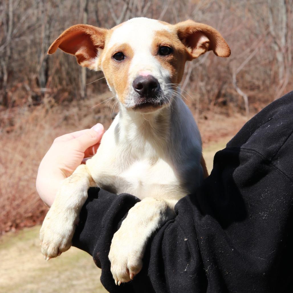 CT Snapdragon, a Adoptable mixed breed in Eastford, CT image 2/4
