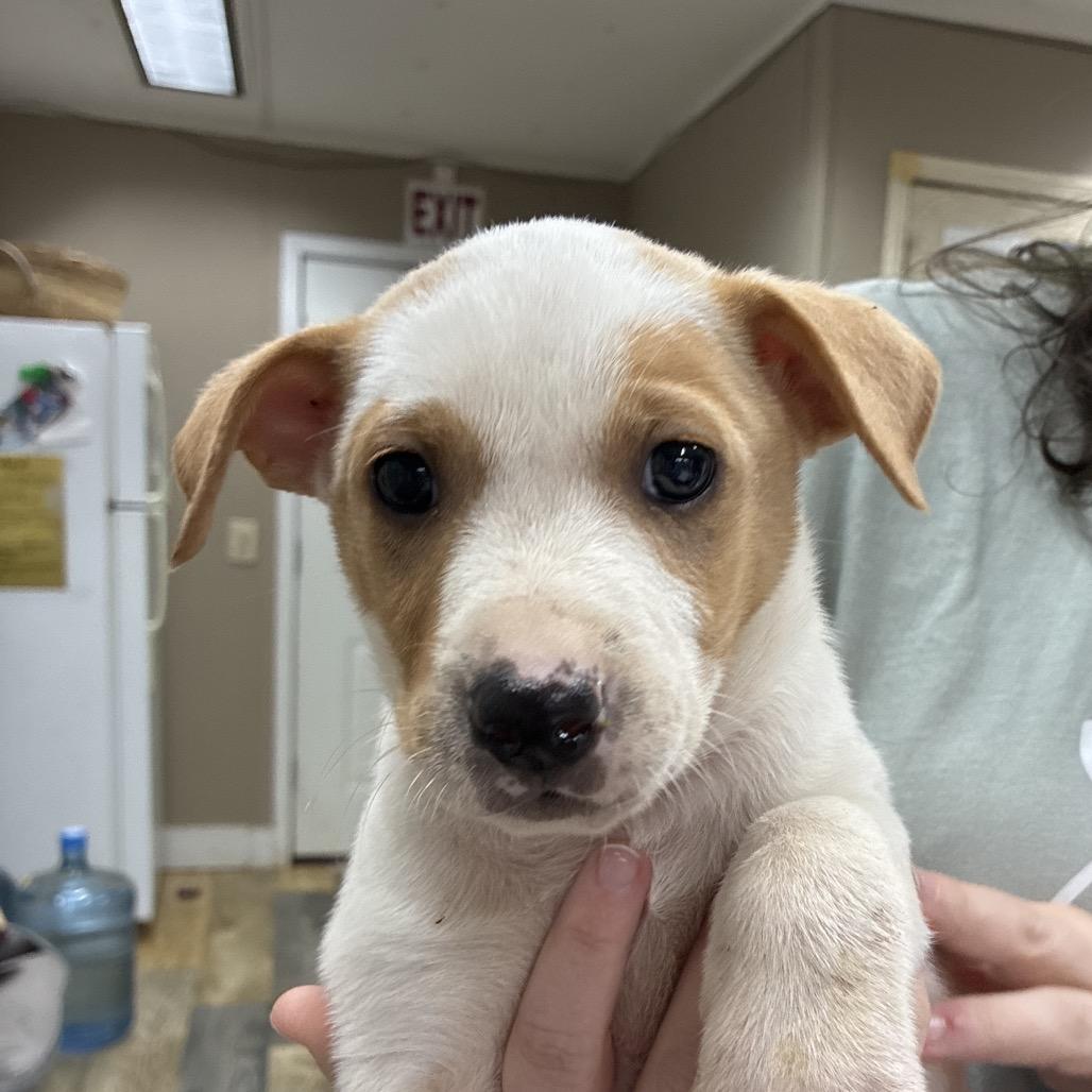 CT Snapdragon, a Adoptable mixed breed in Eastford, CT image 4/4