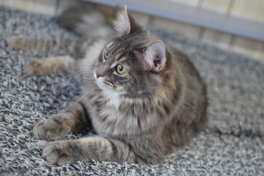 Enlarge Misty, a Adoptable Domestic Long Hair in Ronkonkoma, NY image 1/6