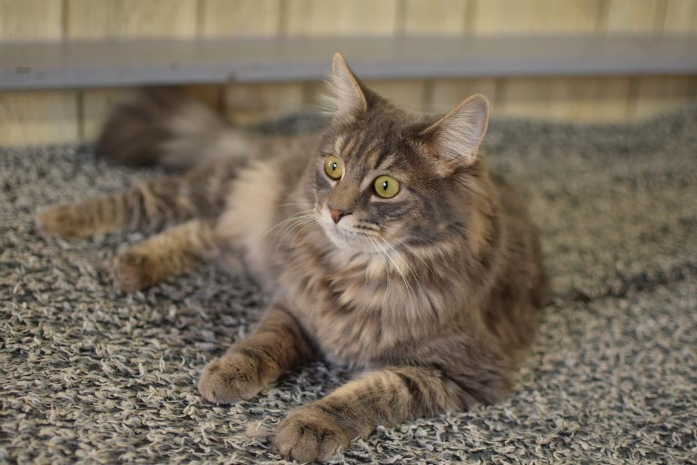 Enlarge Misty, a Adoptable Domestic Long Hair in Ronkonkoma, NY image 2/6