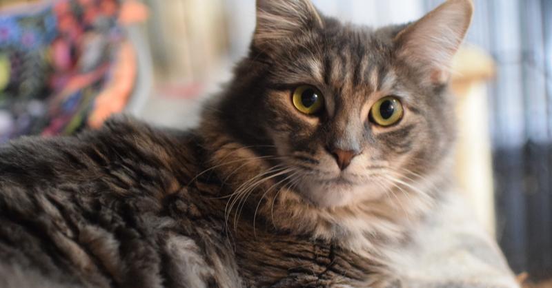 Enlarge Misty, a Adoptable Domestic Long Hair in Ronkonkoma, NY image 4/6