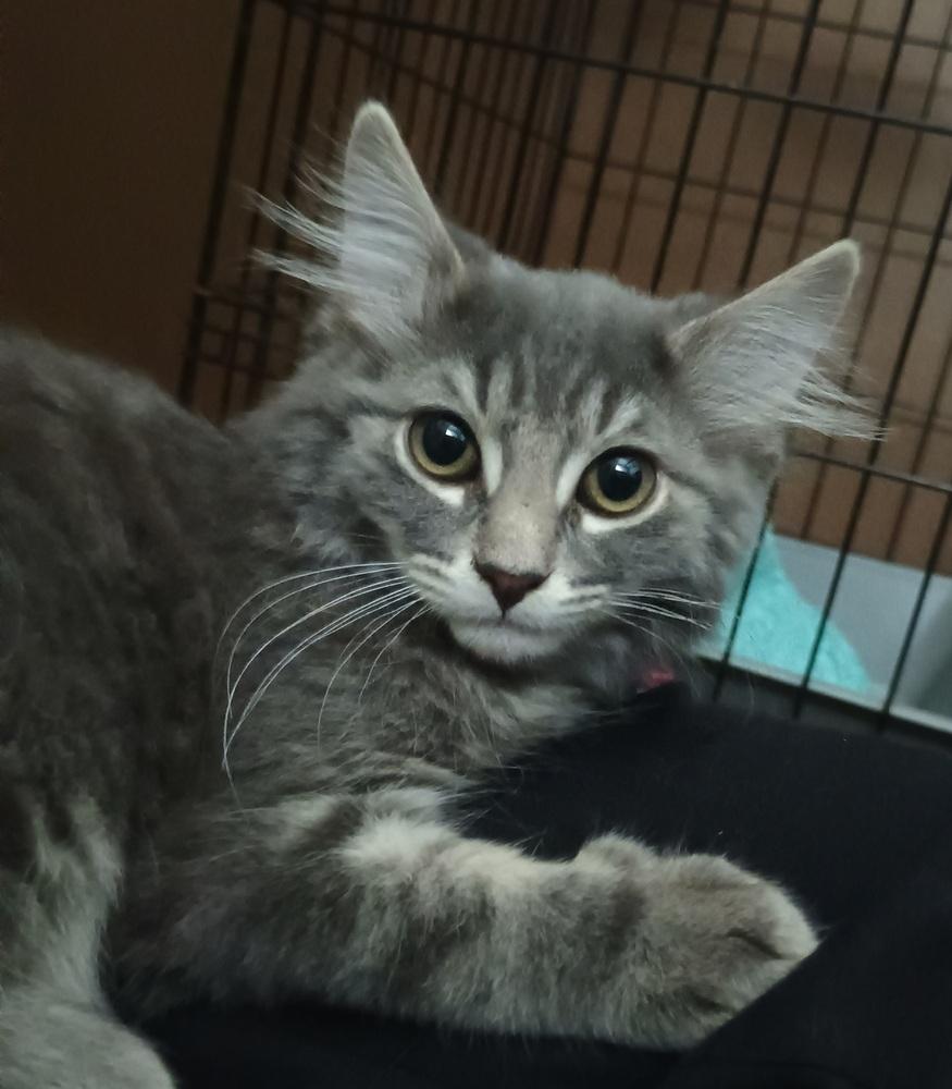 Enlarge Misty, a Adoptable Domestic Long Hair in Ronkonkoma, NY image 6/6