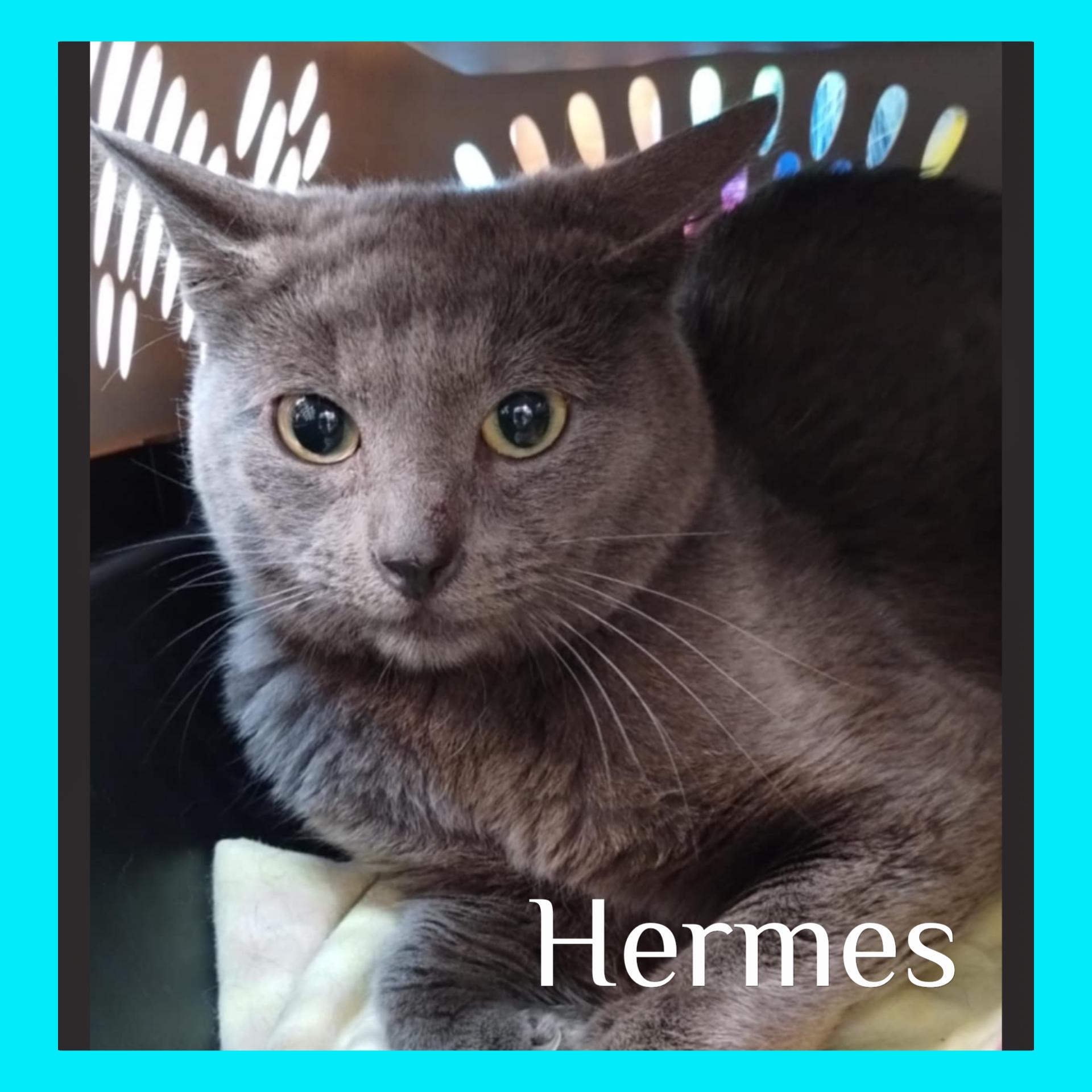 Enlarge HERMES, a Adoptable mixed breed in Lawton, OK image 1/1