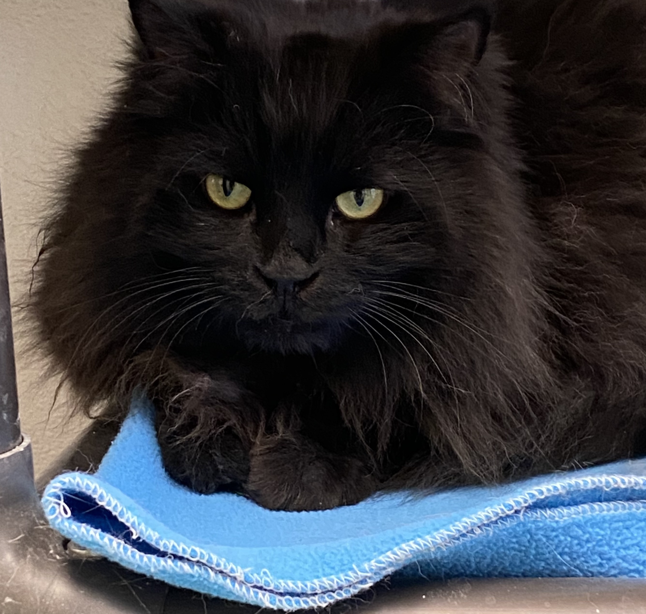 Ophelia, a Adoptable Domestic Long Hair in Rochester, NY image 1/15