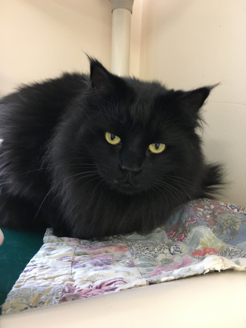 Ophelia, a Adoptable Domestic Long Hair in Rochester, NY image 2/15