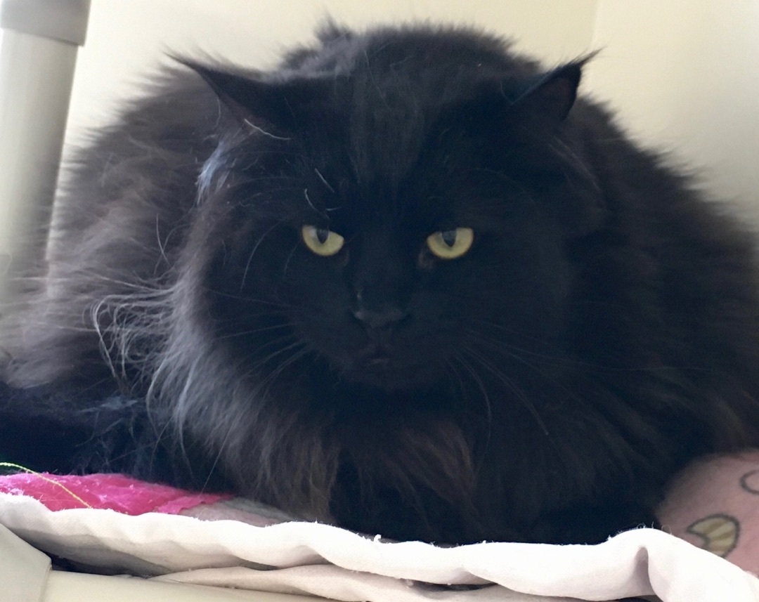 Ophelia, a Adoptable Domestic Long Hair in Rochester, NY image 3/15