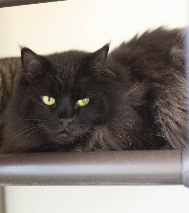 Ophelia, a Adoptable Domestic Long Hair in Rochester, NY image 5/15
