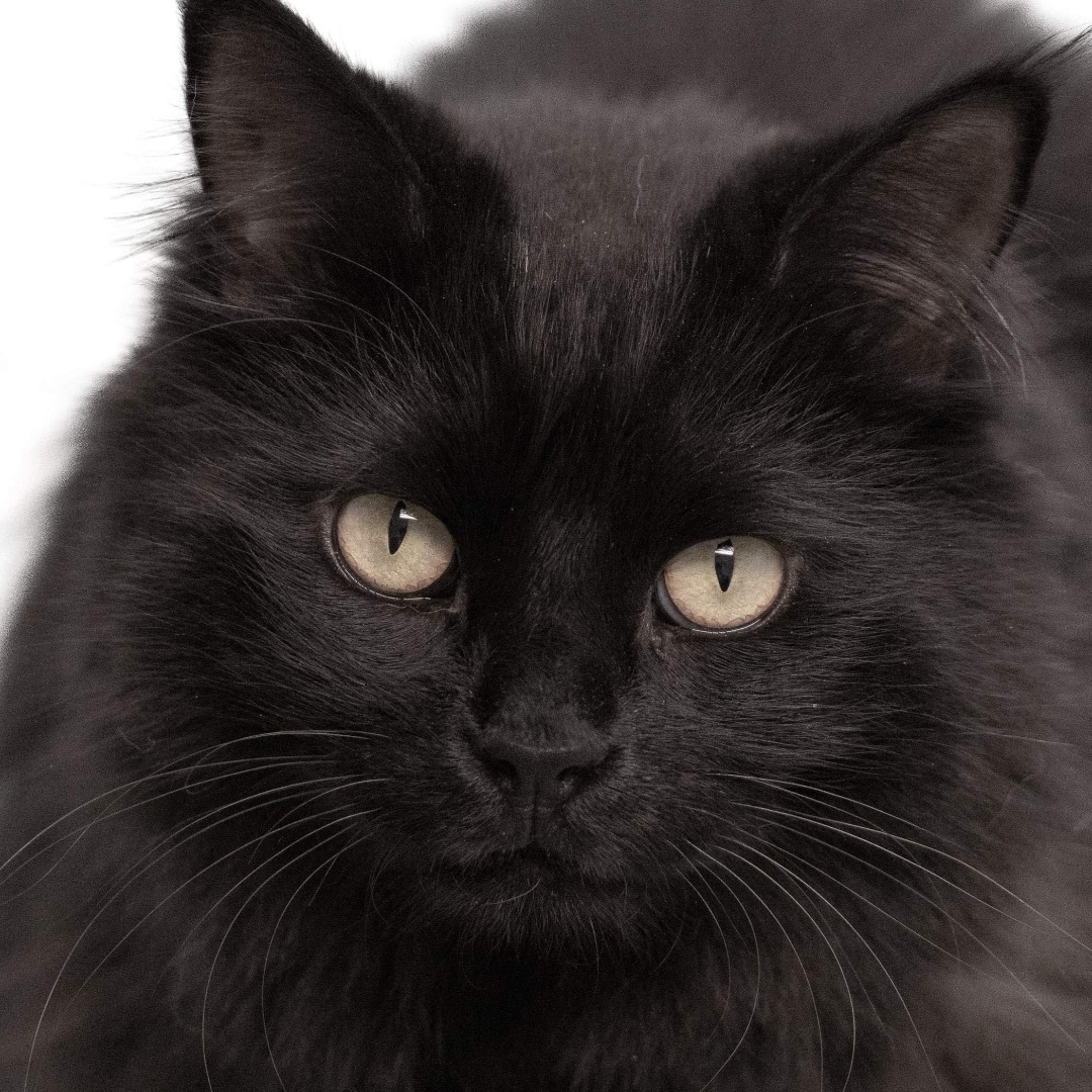 Ophelia, a Adoptable Domestic Long Hair in Rochester, NY image 6/15