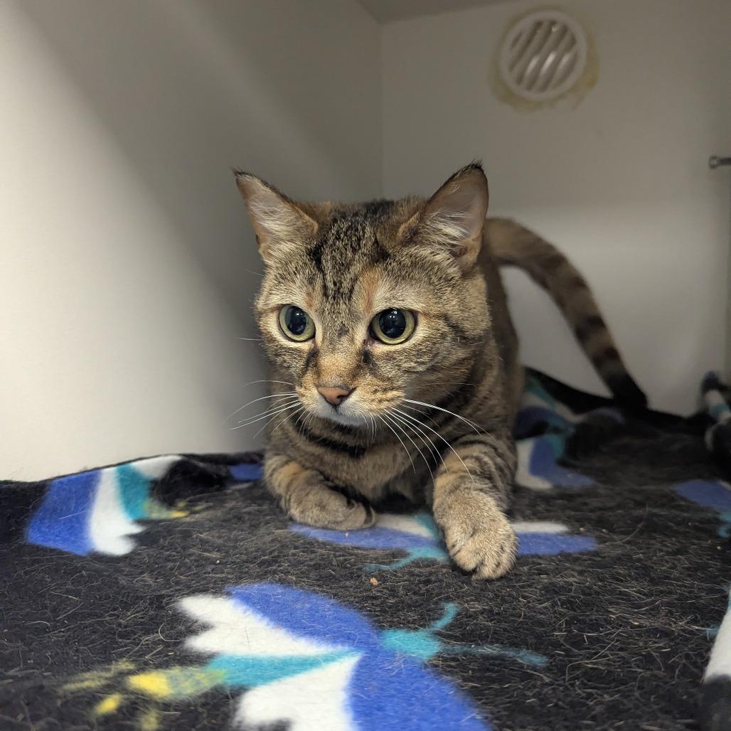 Enlarge Bean, a Adoptable Domestic Short Hair in Jeffersonville, IN image 1/1