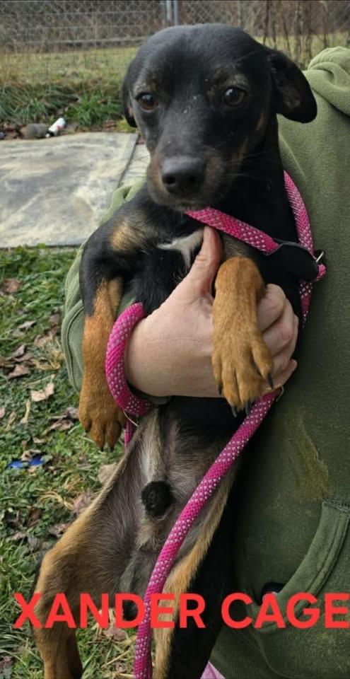 Xander cage , ADOPTABLE, Young Male Miniature Pinscher.