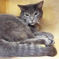 Snickerdoodle--Comes with Vet Care Support for Life! photo 3