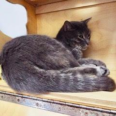 Snickerdoodle--Comes with Vet Care Support for Life! photo 4
