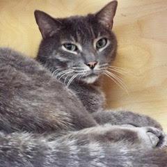 Snickerdoodle--Comes with Vet Care Support for Life!, Senior Male unknown