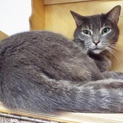 Snickerdoodle--Comes with Vet Care Support for Life! photo 2