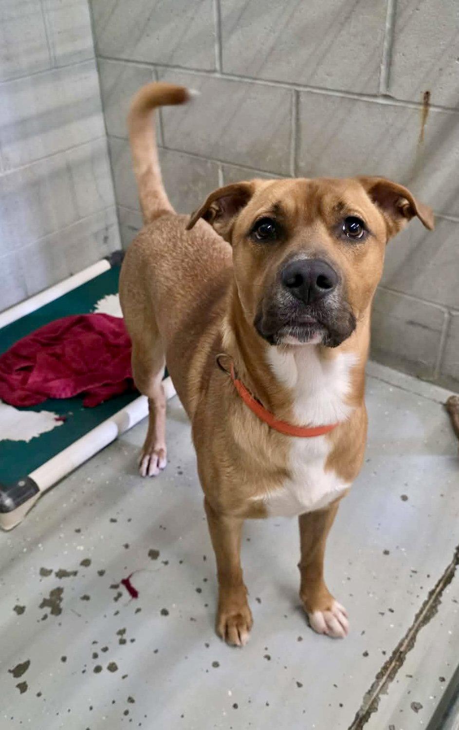 Enlarge Buckley, a Adoptable Pit Bull Terrier in Detroit Lakes, MN image 2/2