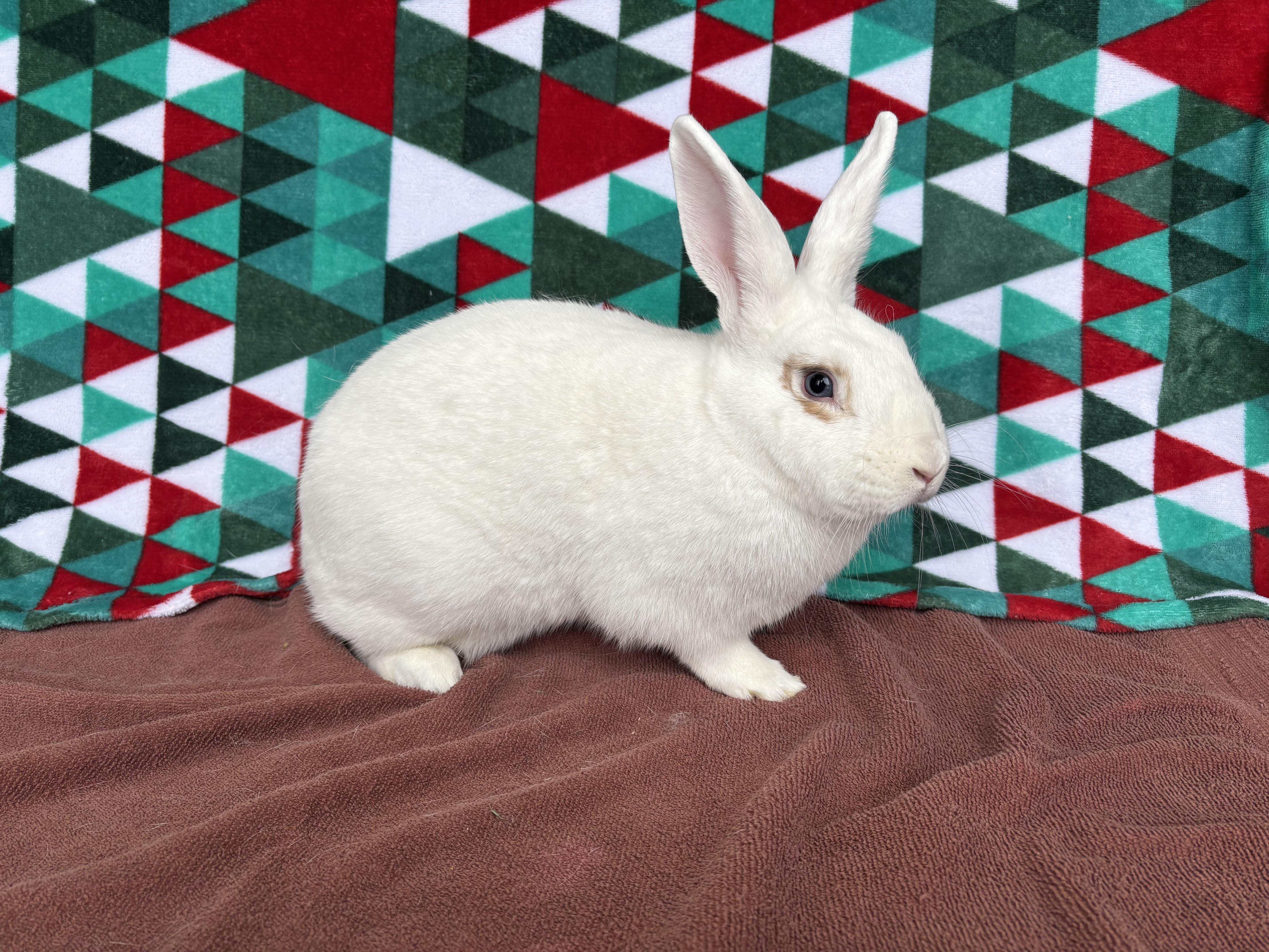 Enlarge Koopa, a ADOPTABLE mixed breed in Appleton, WI image 1/3