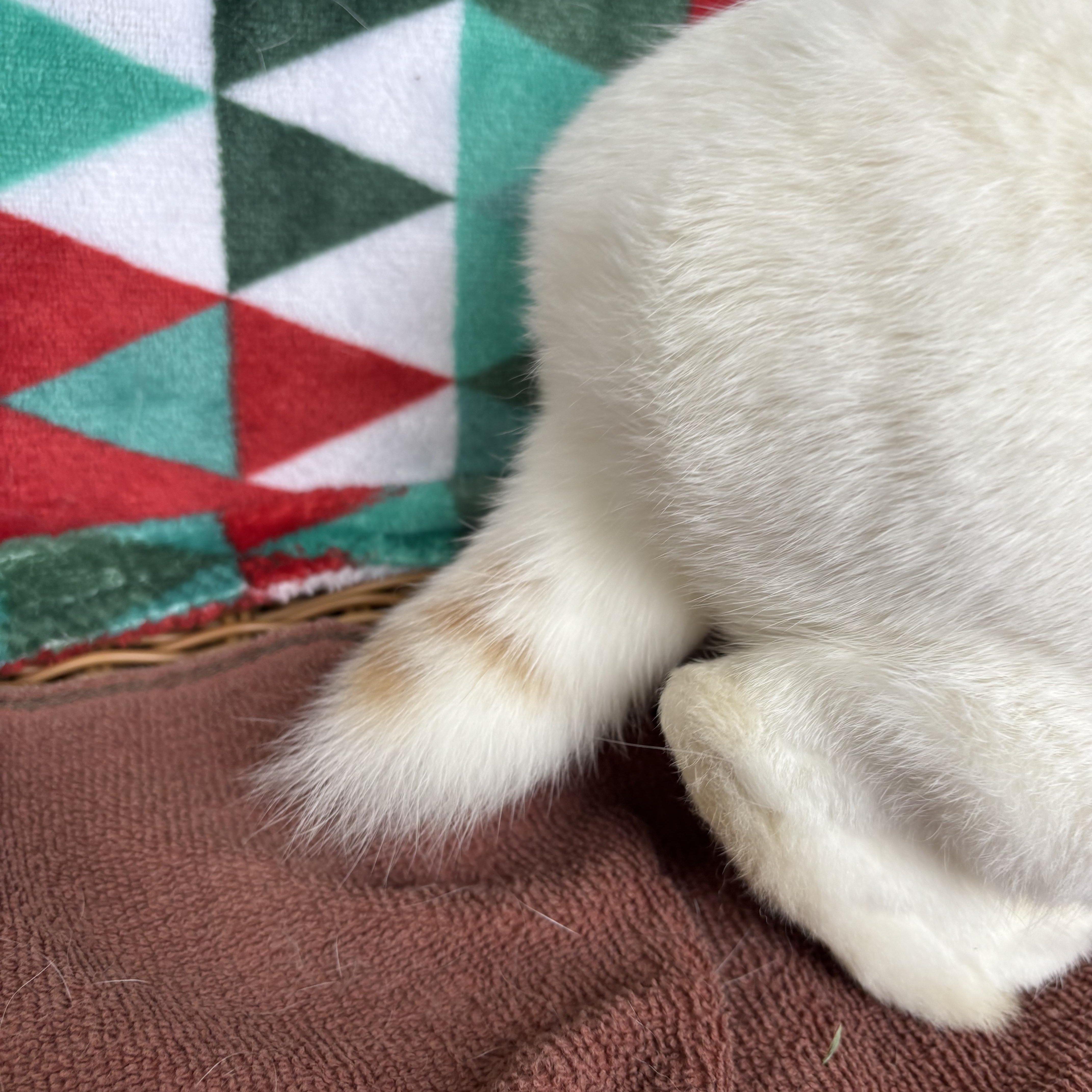 Enlarge Koopa, a ADOPTABLE mixed breed in Appleton, WI image 3/3