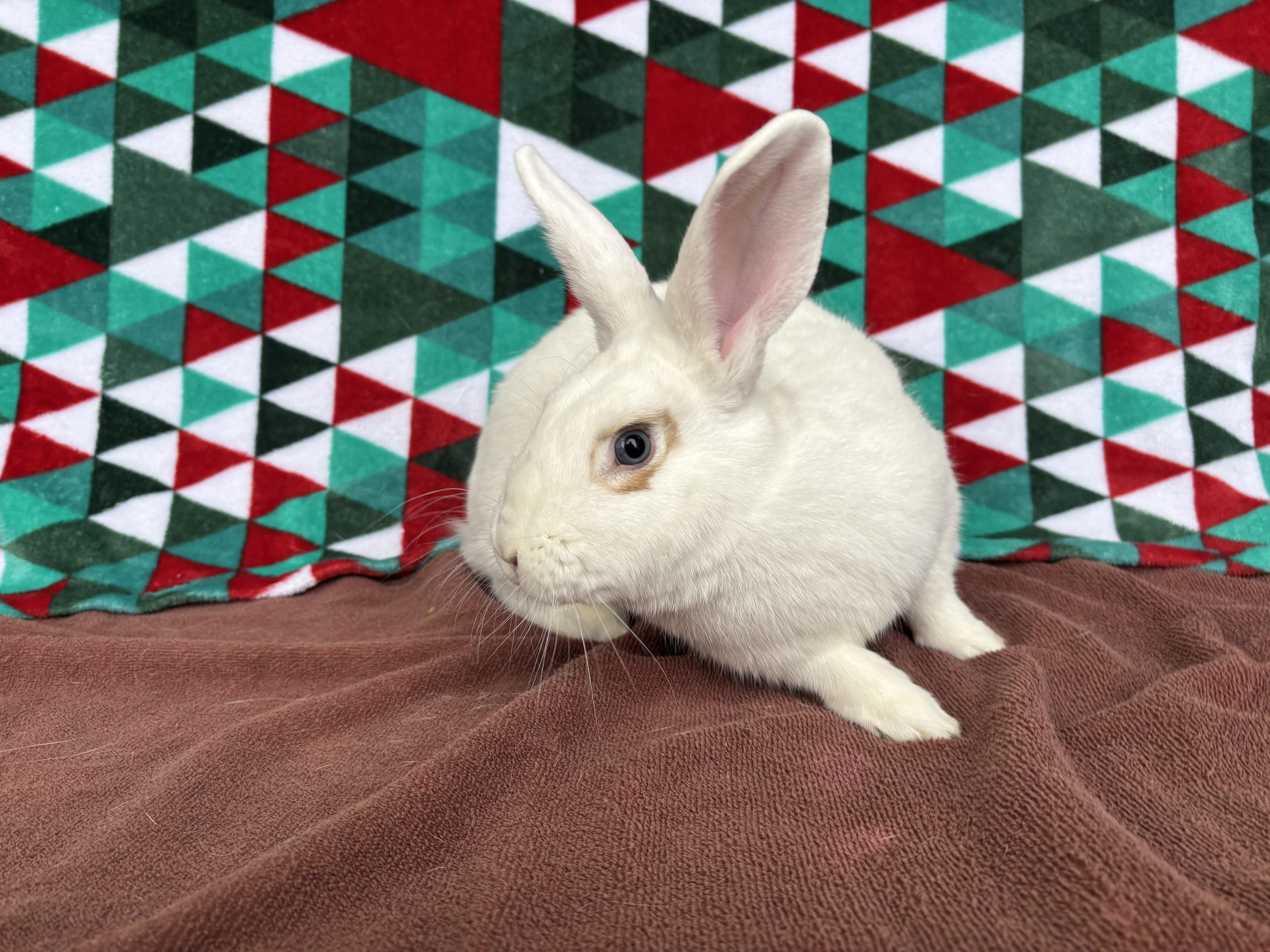 Enlarge Koopa, a ADOPTABLE mixed breed in Appleton, WI image 2/3