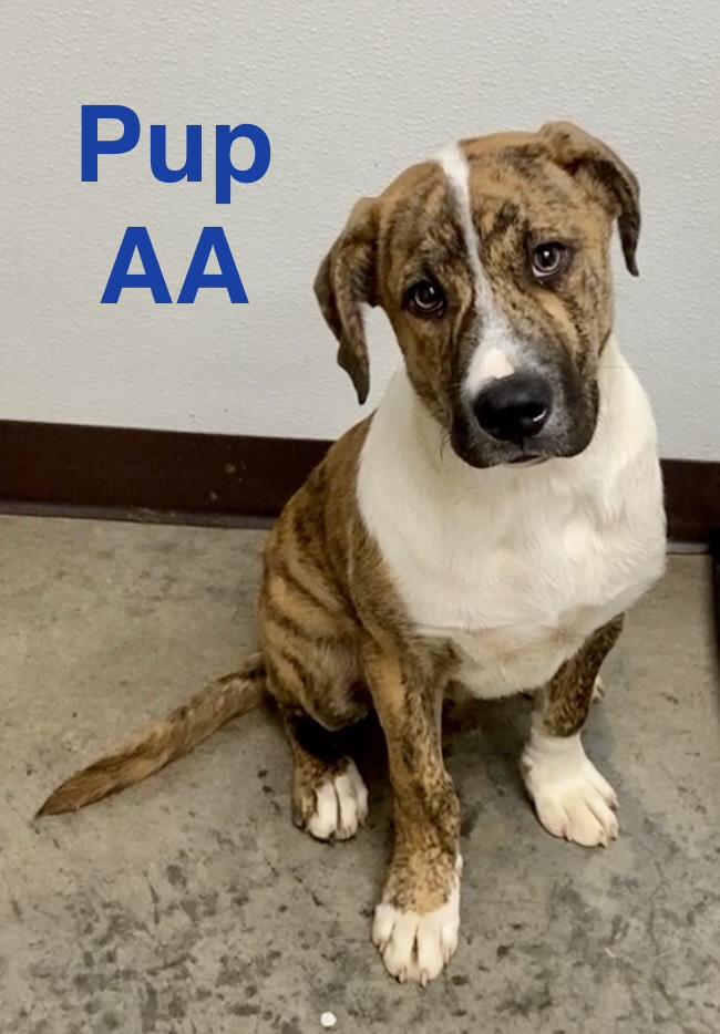 Pup AA, ADOPTABLE, Puppy Male Great Dane & Mixed Breed.