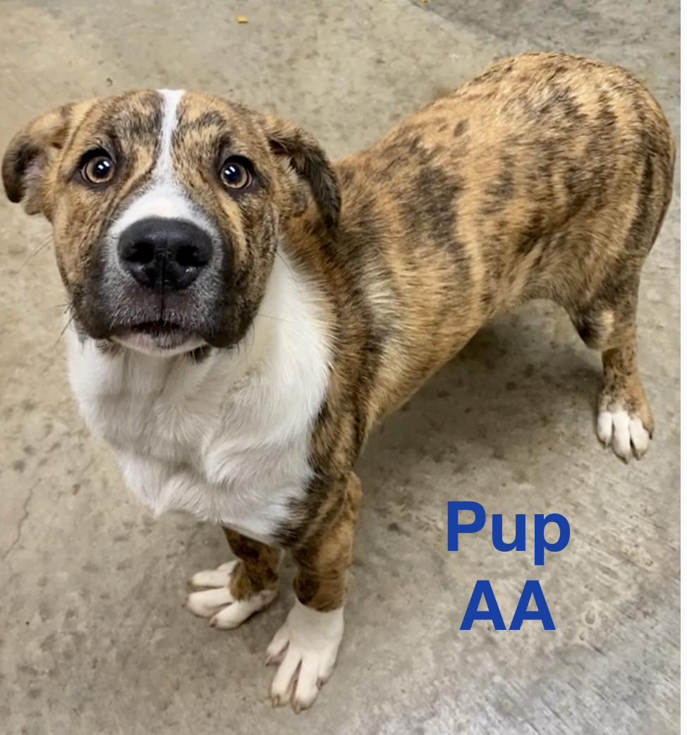 Pup AA, a ADOPTABLE mixed breed in Pomeroy, OH image 2/4