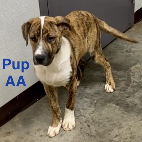 Pup AA, a ADOPTABLE mixed breed in Pomeroy, OH image 3/4