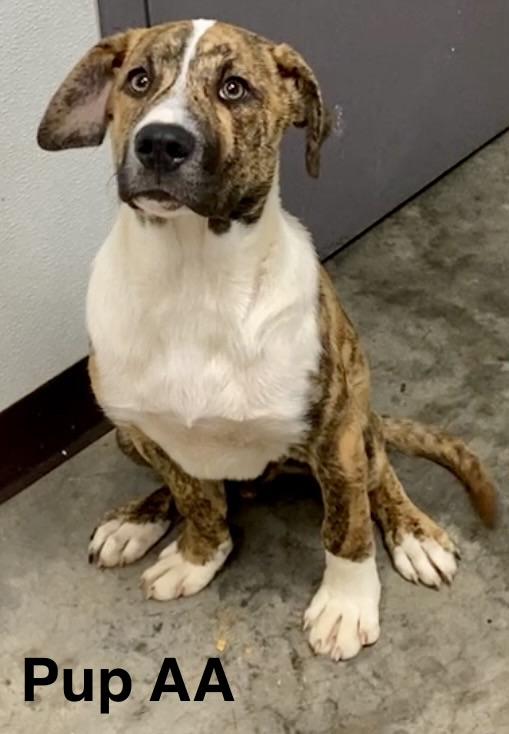 Pup AA, a ADOPTABLE mixed breed in Pomeroy, OH image 4/4