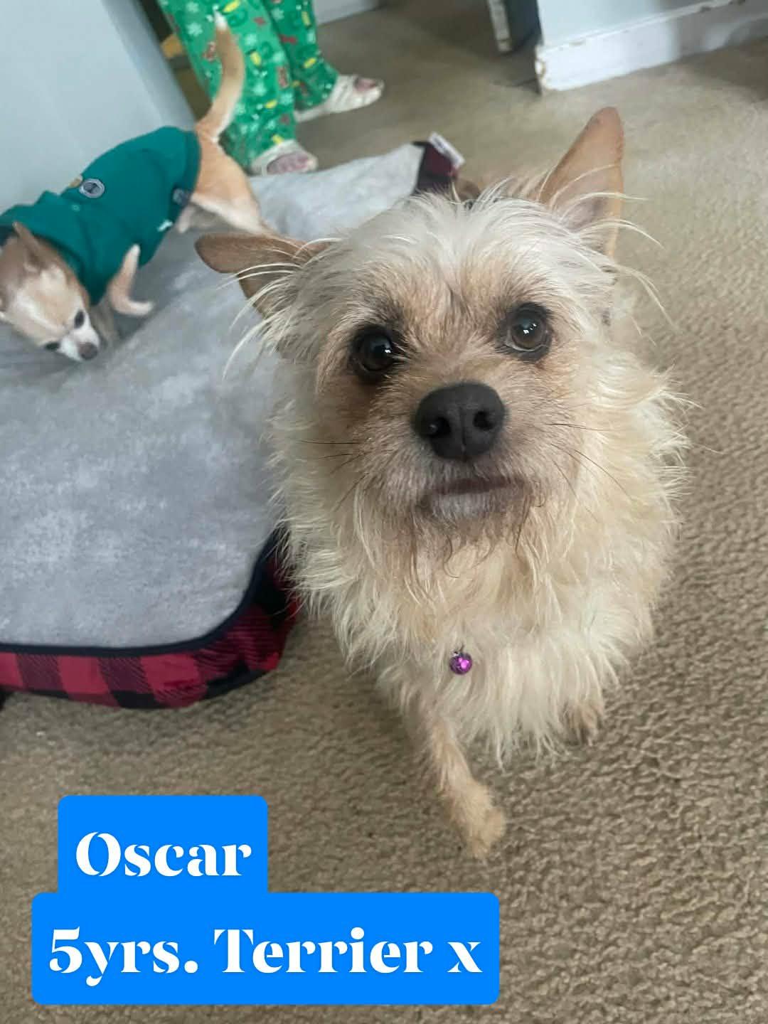 OSCAR Aka TOTO, a ADOPTABLE mixed breed in Blue Bell, PA image 3/5