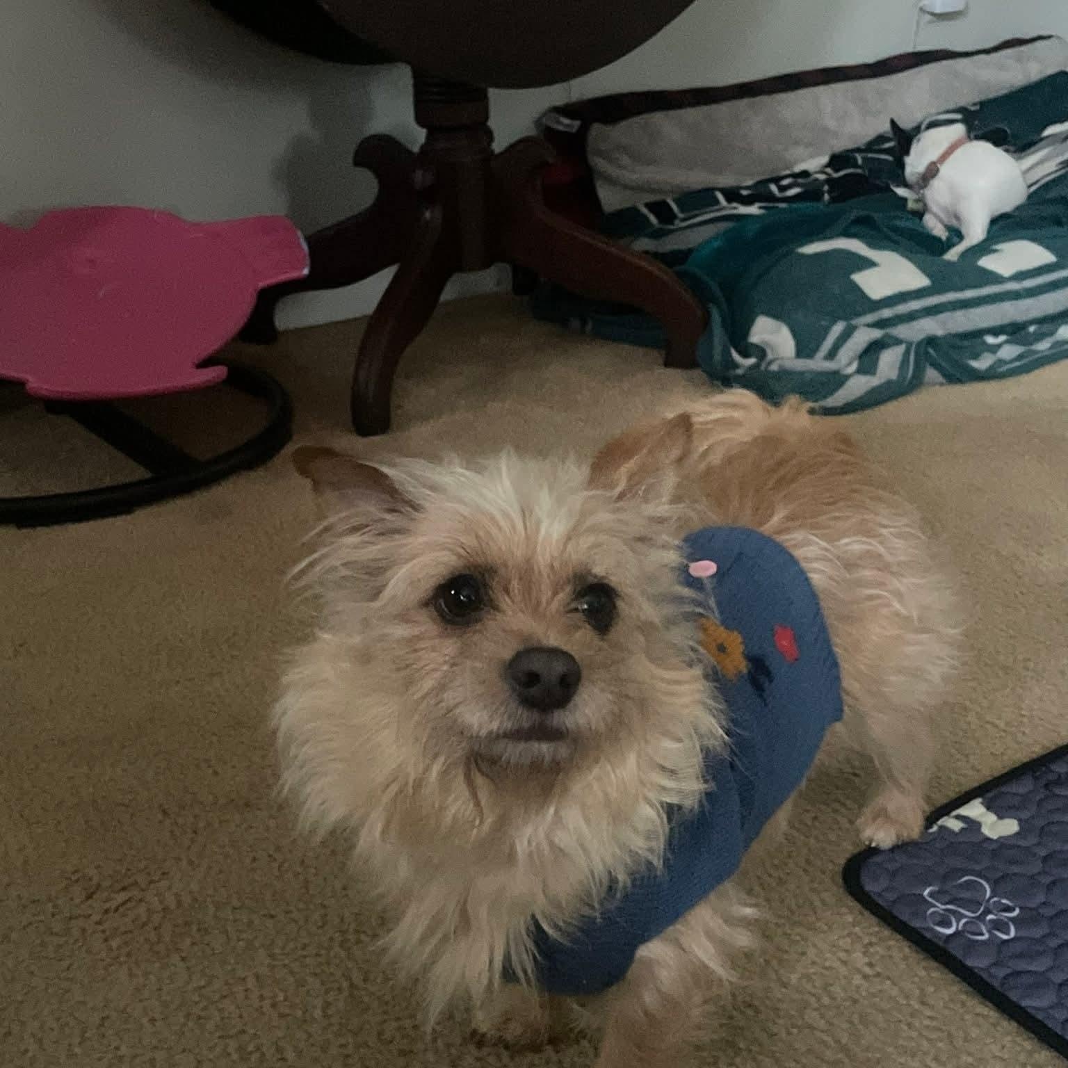 Enlarge Little OSCAR , a ADOPTABLE mixed breed in Blue Bell, PA image 3/5