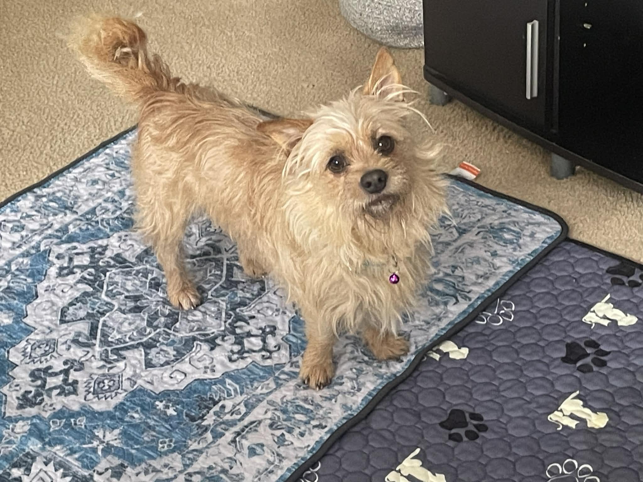 OSCAR Aka TOTO, ADOPTABLE, Adult Male Yorkshire Terrier & Cairn Terrier.