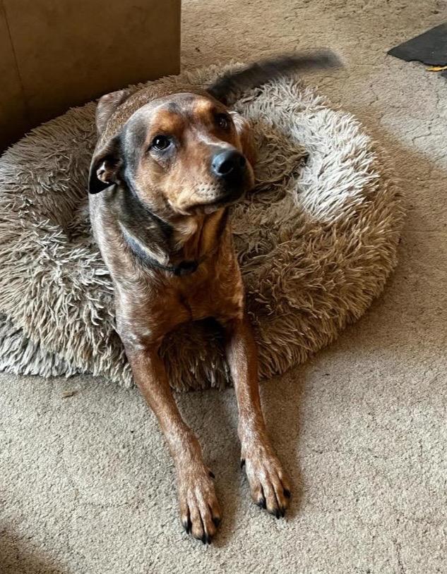 Enlarge Aspen Courtesy Listing see info, a Adoptable mixed breed in Polson, MT image 1/1