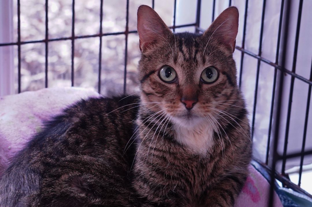 Lynx, Adopted, Adult Male Domestic Short Hair.