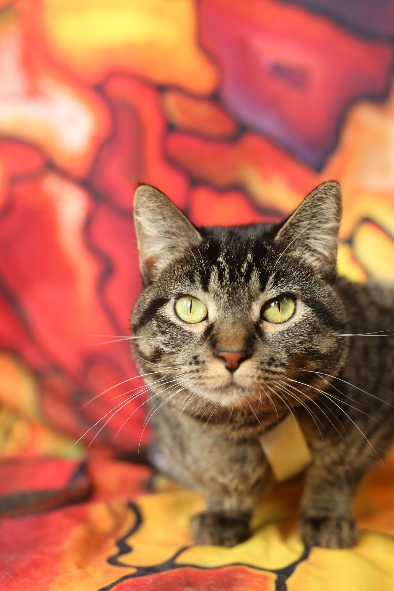 Bindaloo (2-legged, diapered), a Adoptable Domestic Short Hair in New Prague, MN image 1/3