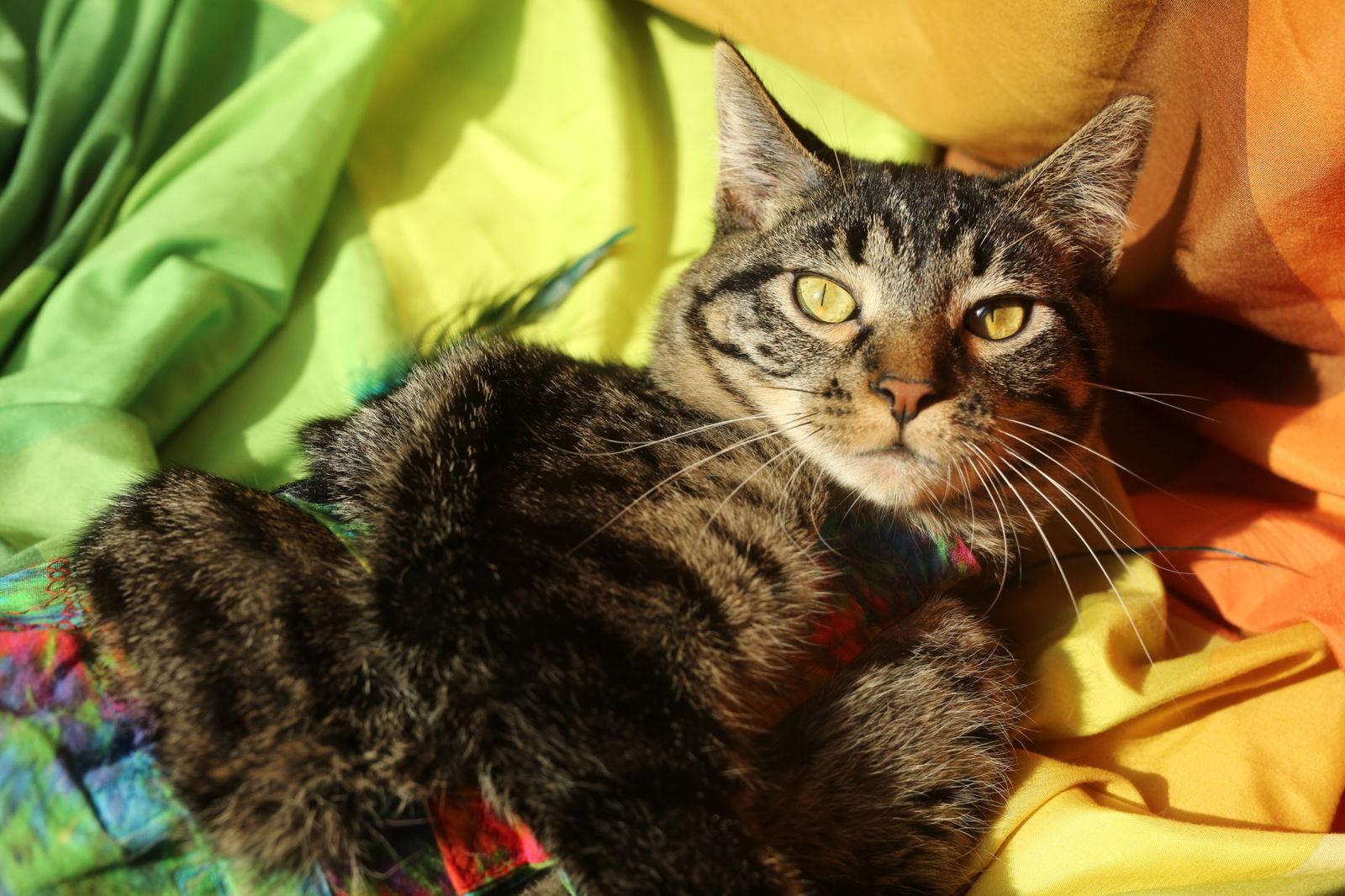 Bindaloo (2-legged, diapered), Adoptable, Adult Female Domestic Short Hair.
