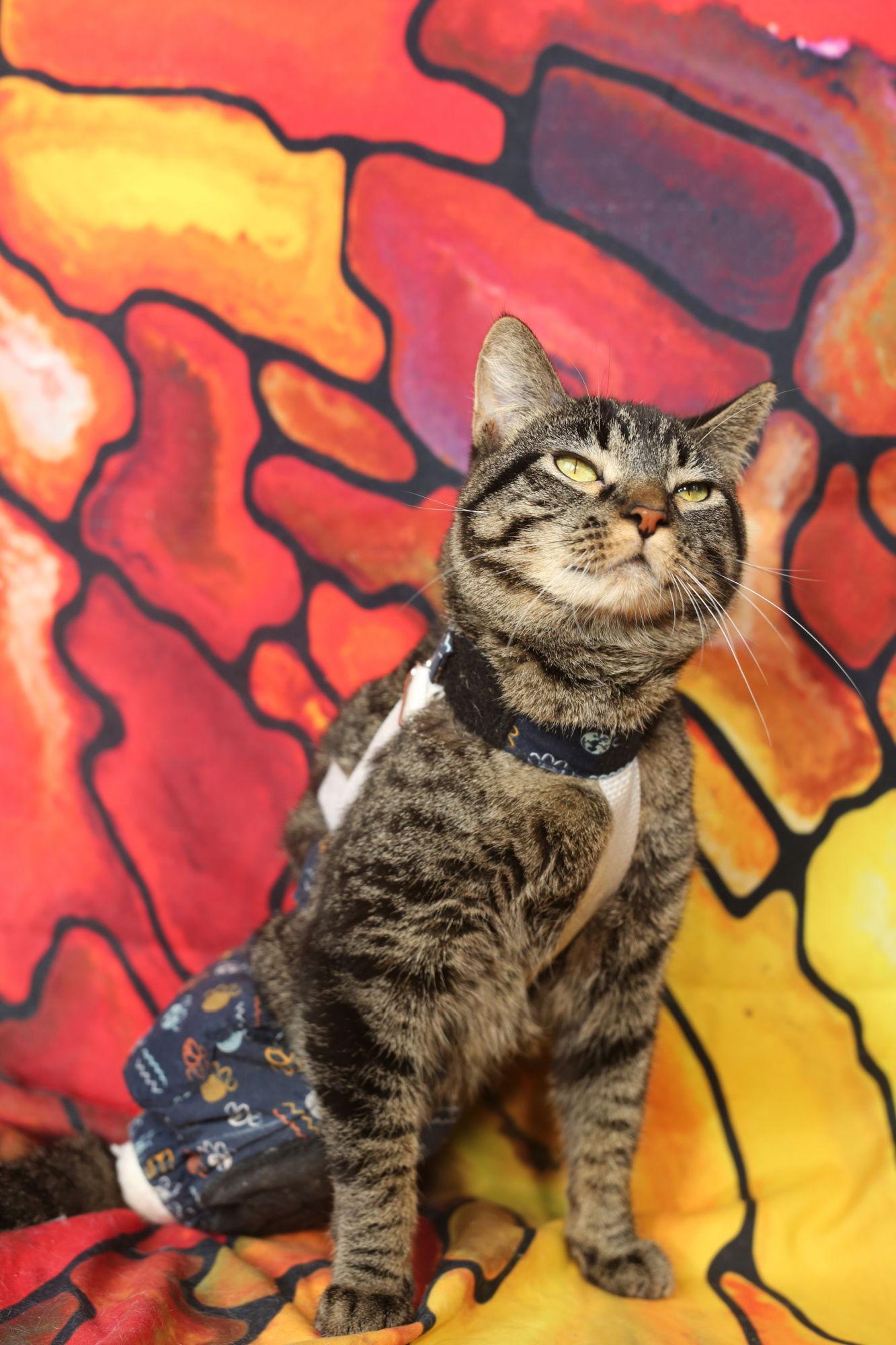 Bindaloo (2-legged, diapered), a Adoptable Domestic Short Hair in New Prague, MN image 3/3