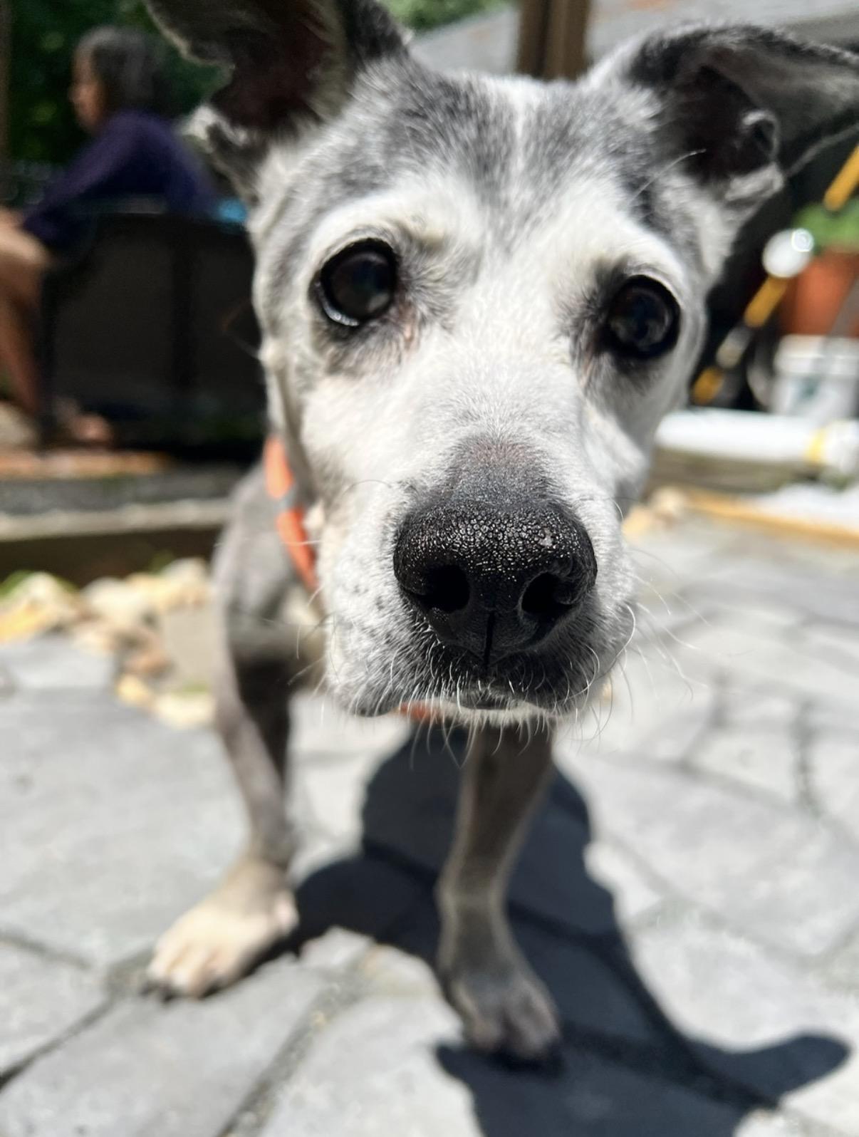 Enlarge Louie, an adopted mixed breed in Foster, RI image 4/6